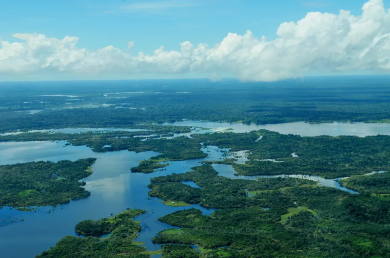 The Amazing story of Amazon Forest
