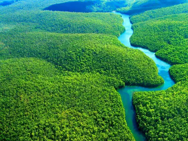 The Amazing story of Amazon Forest