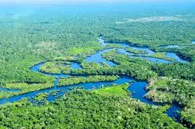 The Amazing story of Amazon Forest