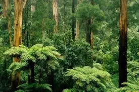 The Amazing story of Amazon Forest